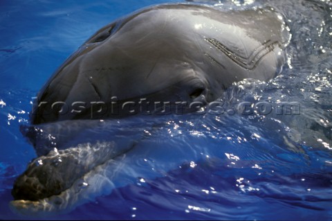 Close up of dolphins head breaking surface of the water 
