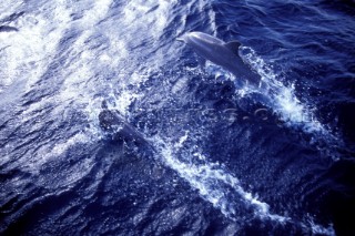 Aerial view of dolphins leaping through water