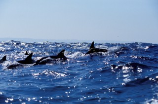 School of dolphins breaking surface of water