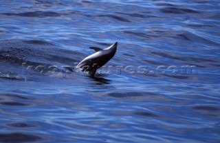 Dolphin breaking surface of water on its back