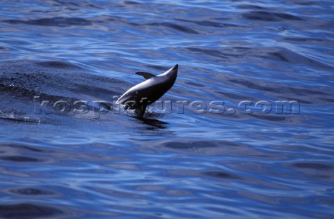 Dolphin breaking surface of water on its back