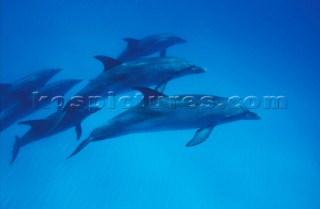 Atlantic Spotted Dolphins Bahamas
