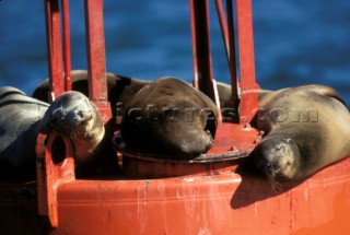 Seals lying on marker bouy