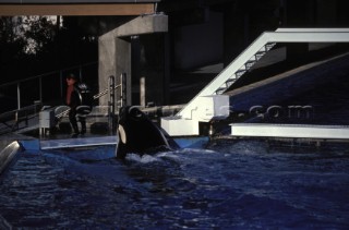 Killer whale in captivity