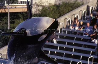 Killer Whale in captivity