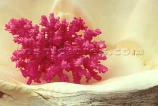 Colourful coral on in shell