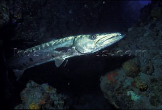 Great Barracuda, West Indies