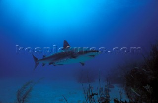 Reef Shark. Nassau Bahamas