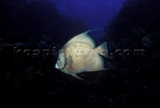 Grey Angelfish - Underwater Grand Cayman, W. Indies