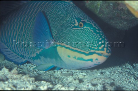 Bicolour Parrotfish Red Sea