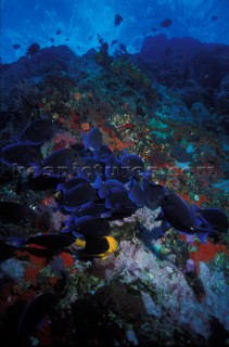 Blue Tan - Nassau Underwater