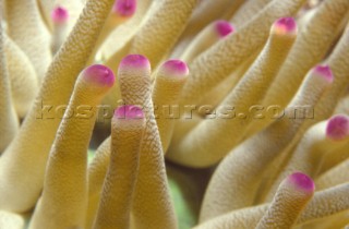 Detail of Sea Anemone