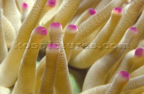Detail of Sea Anemone
