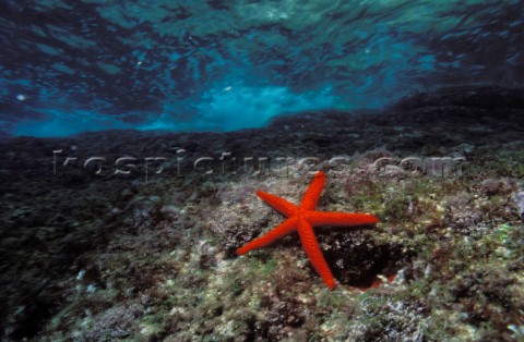 Red Star fish on bottom of shallow sea