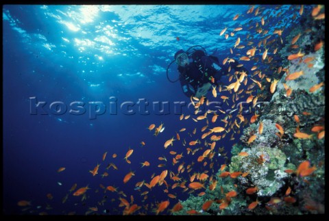 Diver on Big Brother Reef Underwater Red Sea Egypt