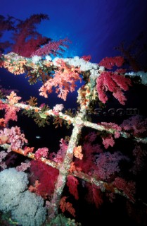 Coral and other marine life growing on a shipwreck
