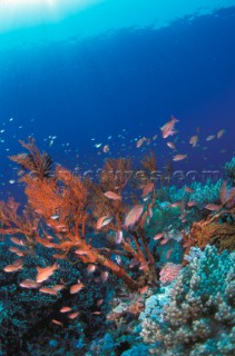 School of fish on coral reef