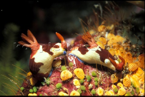 2 colourful sea slugs