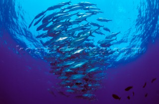 Shoal of fish circling into a colomn