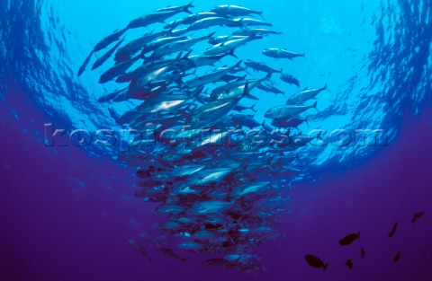 Shoal of fish circling into a colomn 