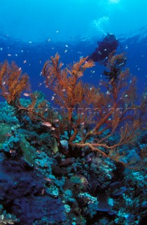 Live red coral surrounded by fish and a scuba diver