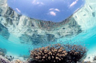 Idyllic blue paradise water level picture on the surface showing coral, fish and a sandy beach and sky