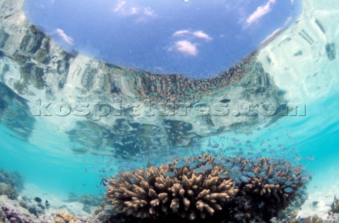 Idyllic blue paradise water level picture on the surface showing coral fish and a sandy beach and sk