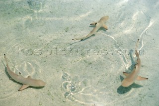 Three reef sharks swimming circling in shallow water