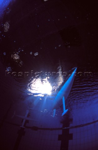 Model yachts racing in a blue swimming pool shot from underwater with lighting showing keels and rud