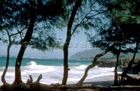 Beach scene through trees on a Caribbean beach 