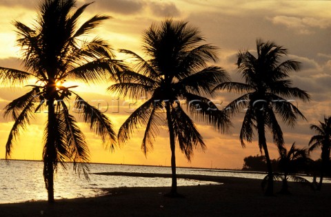 Three palm trees on a beach at sunset