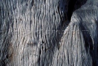 Sun Bleached Tree Trunk Textures