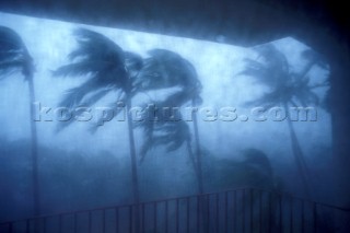Palm trees in a tropical storm