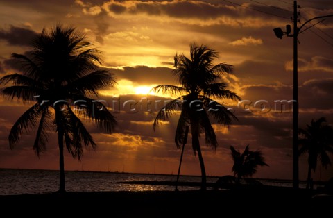 Sunset  Palm Trees Seascape