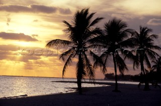 A line of three palm trees on a beach at sunset, Key West, Florida, USA
