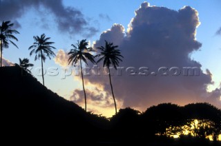 Palm trees on St Lucia at sunset