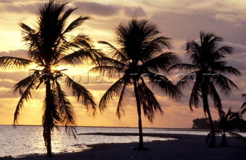 A line of three palm trees on a beach at sunset Key West Florida USA