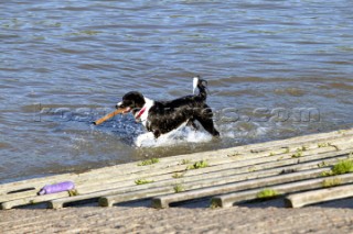 A Border Collie fetches a piece of wood from the river Thames.