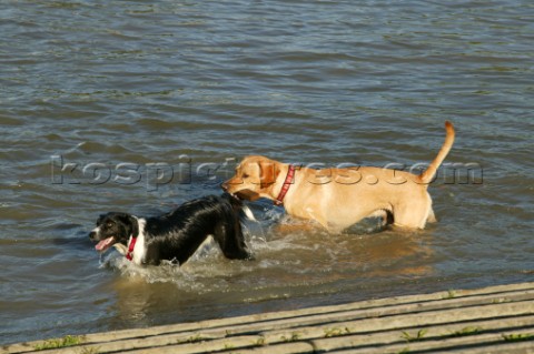 Two wet dogs cool down in the river Thames London 