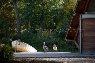 A pair of geese sitting outside a boathouse