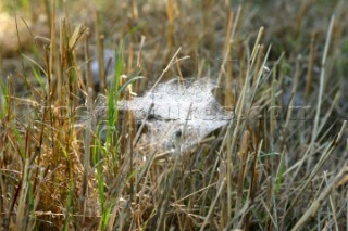 Dew on the spiders web in dry grass