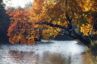 Autumn Leaves in Battersea Park London