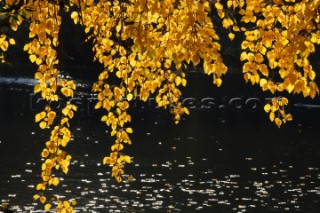 Autumn Leaves in Battersea Park London
