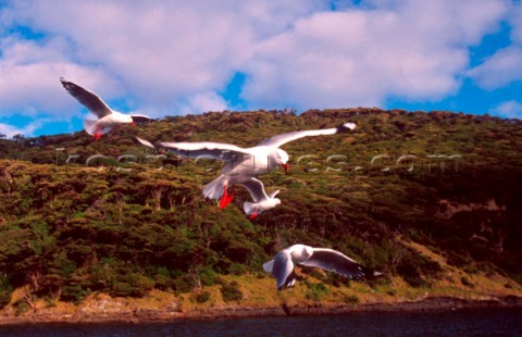 Seagulls in flight Bay of Islands New Zealand