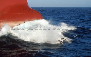 Bow shot of commercial container ship with dolphin