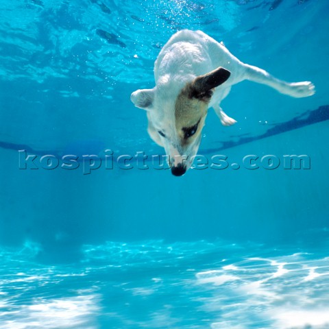 Jack Russell dog swims underwater in a turquiose swimming pool