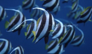 Shoal of tropical bannerfish