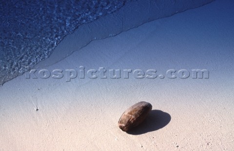 Coconut on a sandy beach 