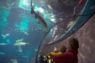 Black tipped reef shark in Barcelona Aquarium