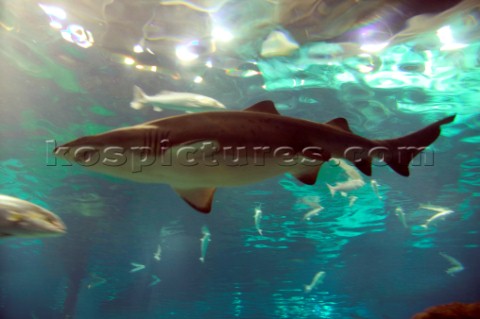 Black tipped reef shark in Barcelona Aquarium 